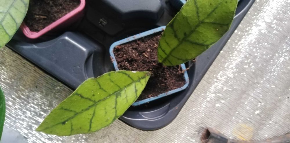 Камелія біла, червона, ніжно рожева.Мімоза, шлюмбергера.