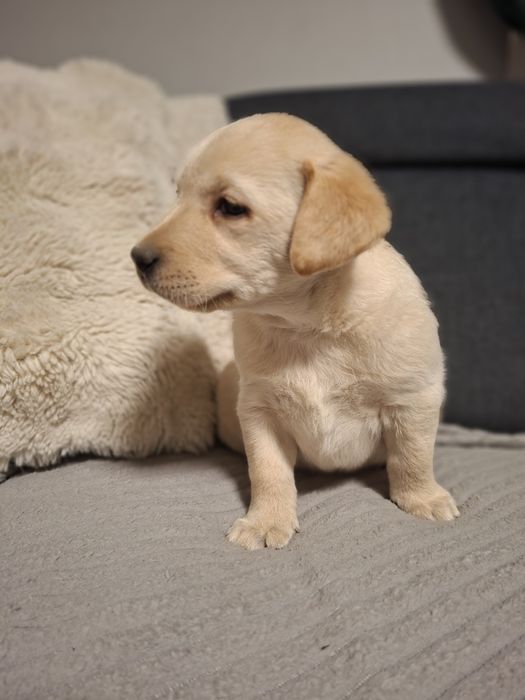 Labrador biszkoptowy