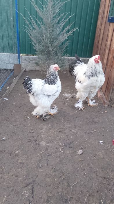 Кури.Світла колумбійська брама.