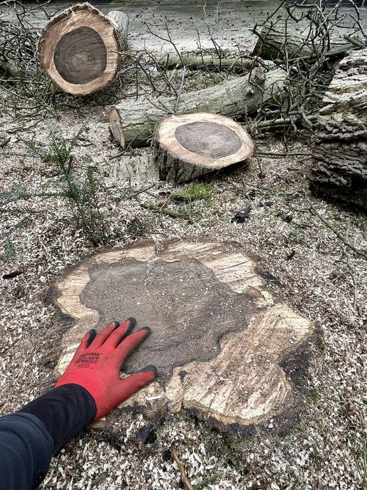 Alpinistyczna Wycinka Drzew