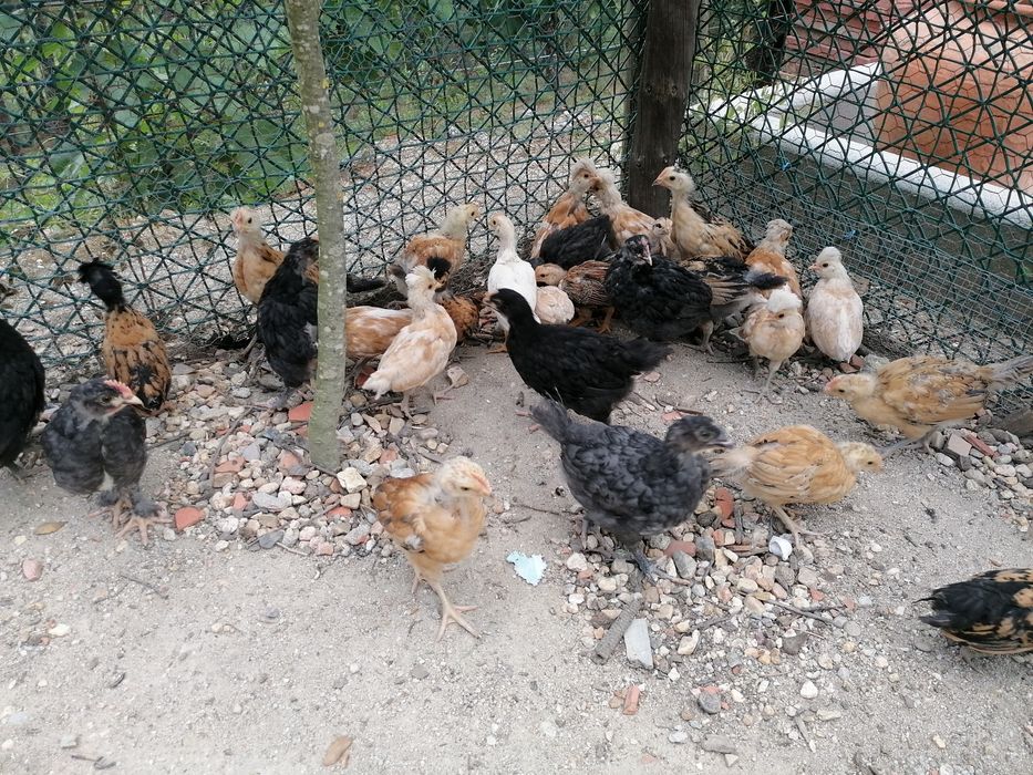 OVOS  Maran, Araucana, Ayam ketawa, Andaluza, Paduana