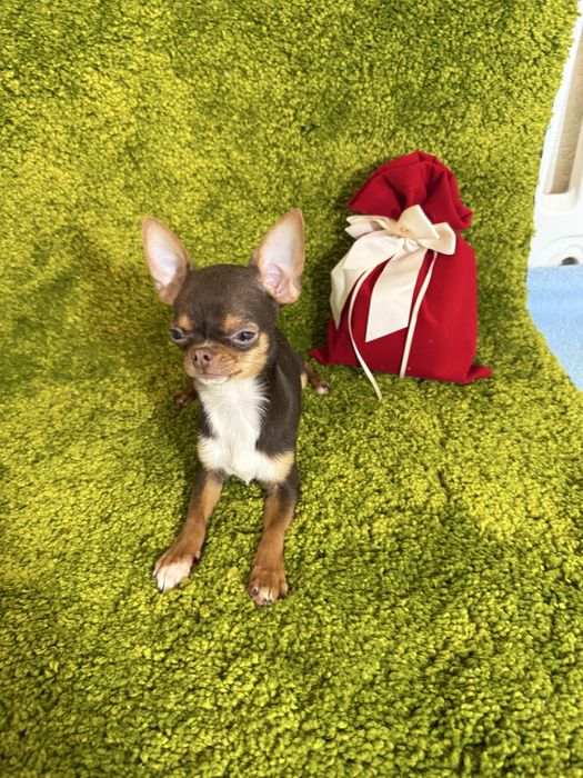 Міні хлопчик чихуахуа