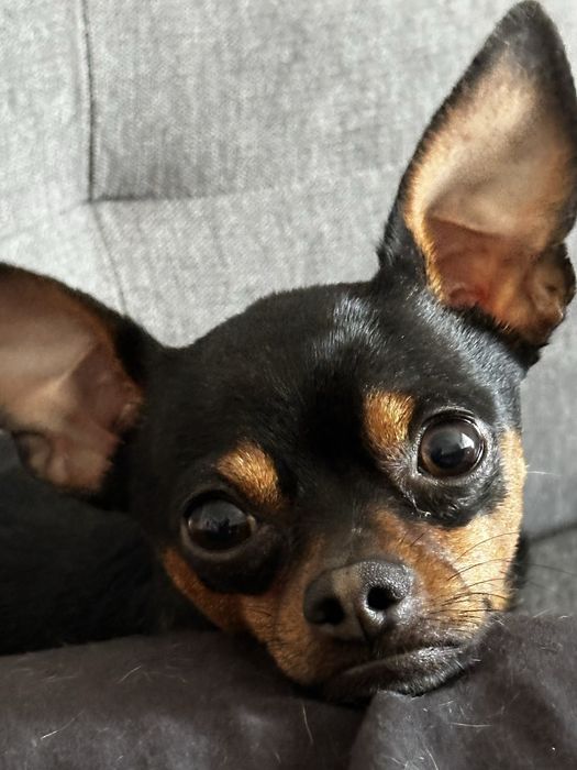 Вʼязка / злучка той-терʼєр стандарт