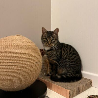 Szyszka szuka kochającego domu