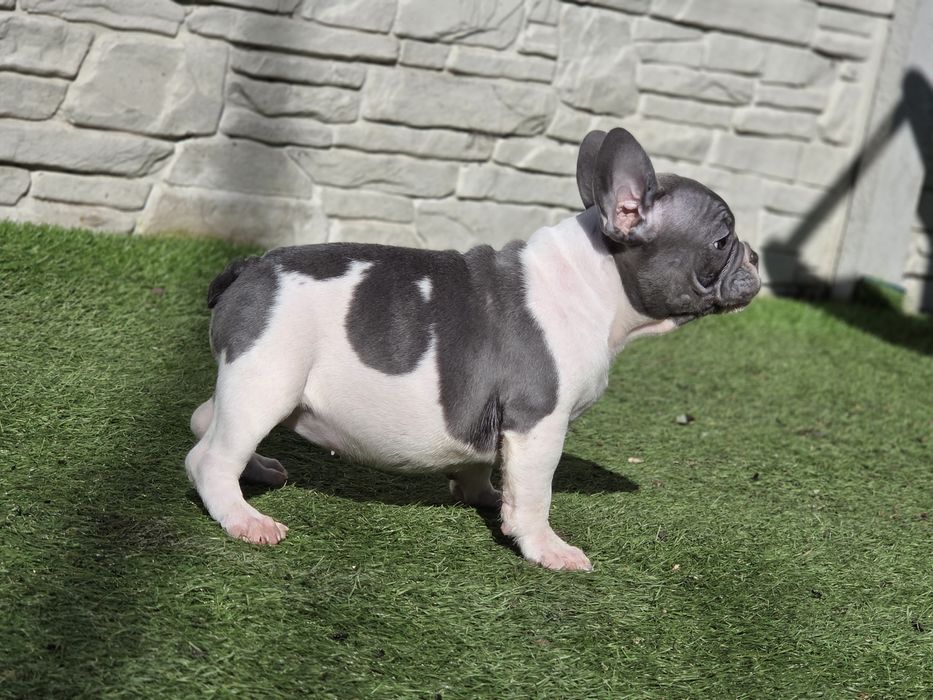 Французький бульдог  малесенька принцеса