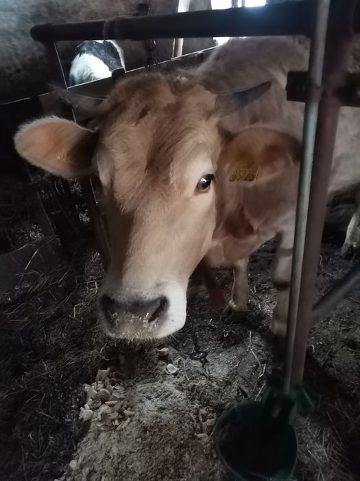 Sprzedam jałówki wysokocielne.