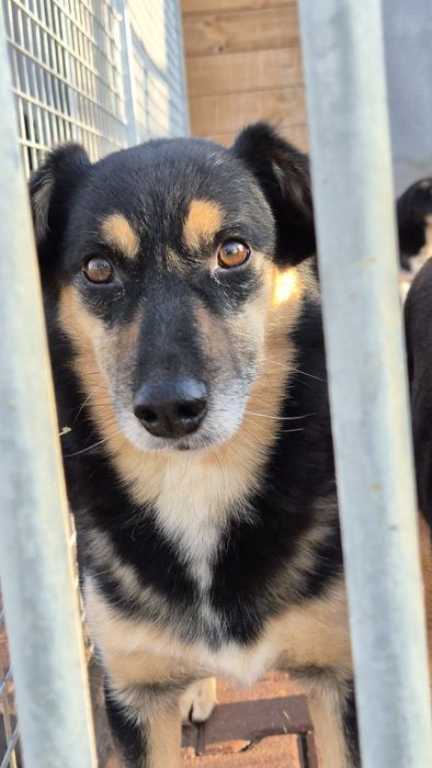 DAFI potrzebuje POMOCY !