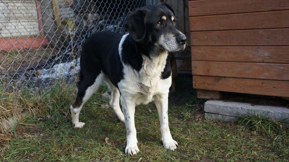 Heros - duży pies szuka domu