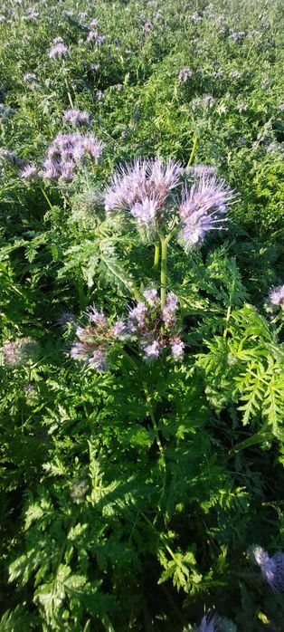 Facelia błękitna zbór 2024 czysta GRUBA pszczoły miododajna