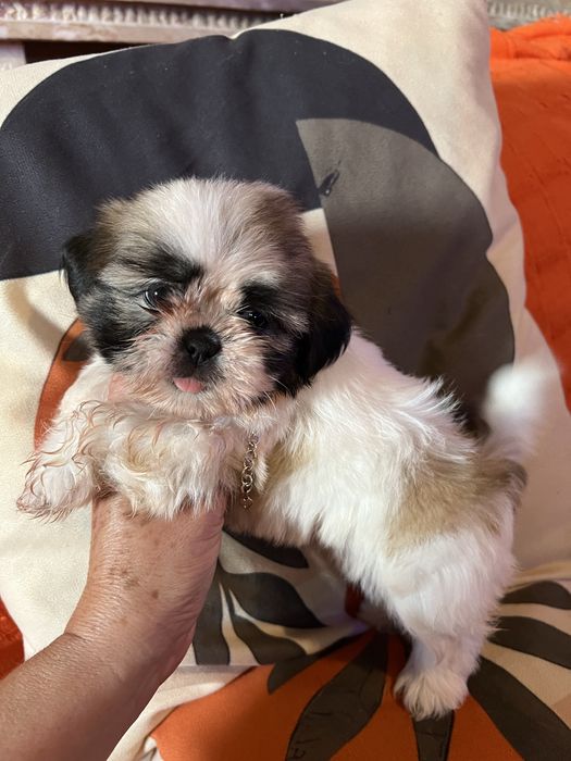 Shi-tzu excelente  femea mini