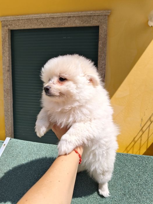 Spitz alemão porte médio menina