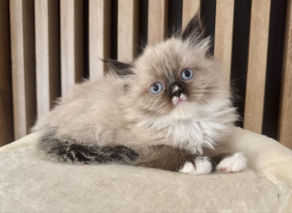 Neva masquerade, syberyjski