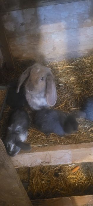 Samica Baran francuski +6 młodych