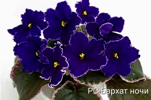 Детки сортовых фиалок