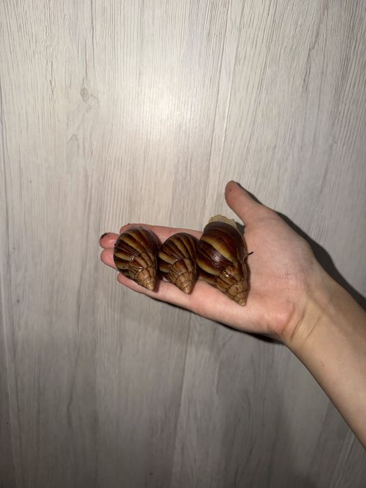 Улиточки . Ахатины ,