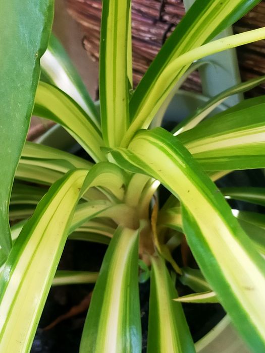 Planta de exterior ou interior
