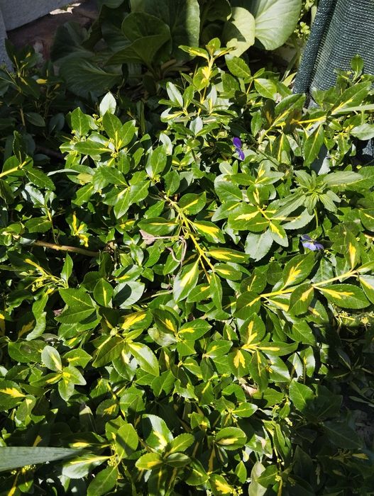 Продам вечнозелёный берескет