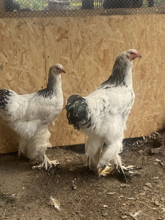 Півні світла брама 5 міс