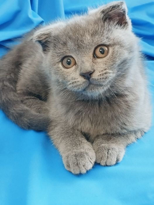 Шотландській скотіш фолд хлопчик