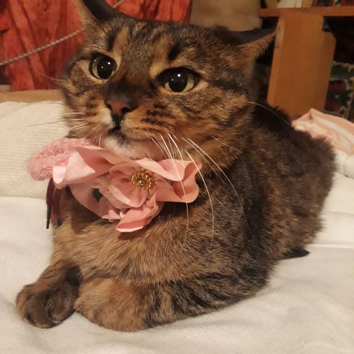 Кошка добрейшая,  собеседница, друг