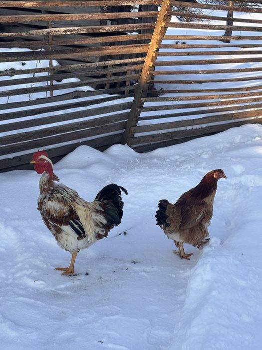 Продам пару курей