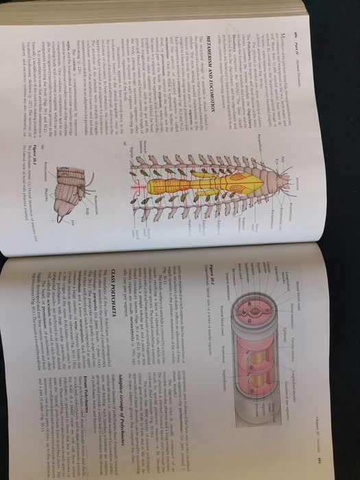 Livro Zoology de Dorit/Walker/Barnes