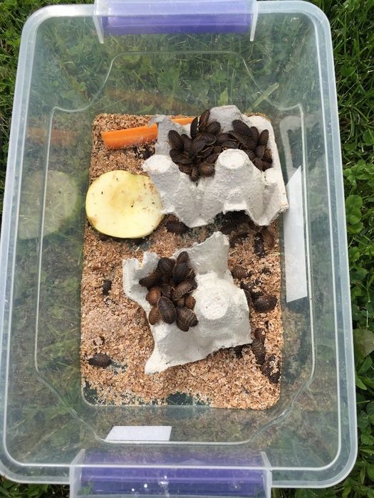 Dubia karaczany argentyńskie 2-2,5cm 100 sztuk