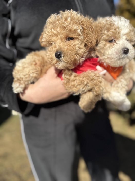 Шикарні мальтипу чіповані