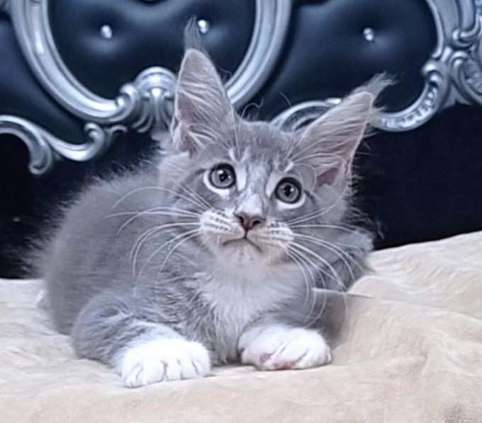 Дивчата та хлопот Мейн Кун