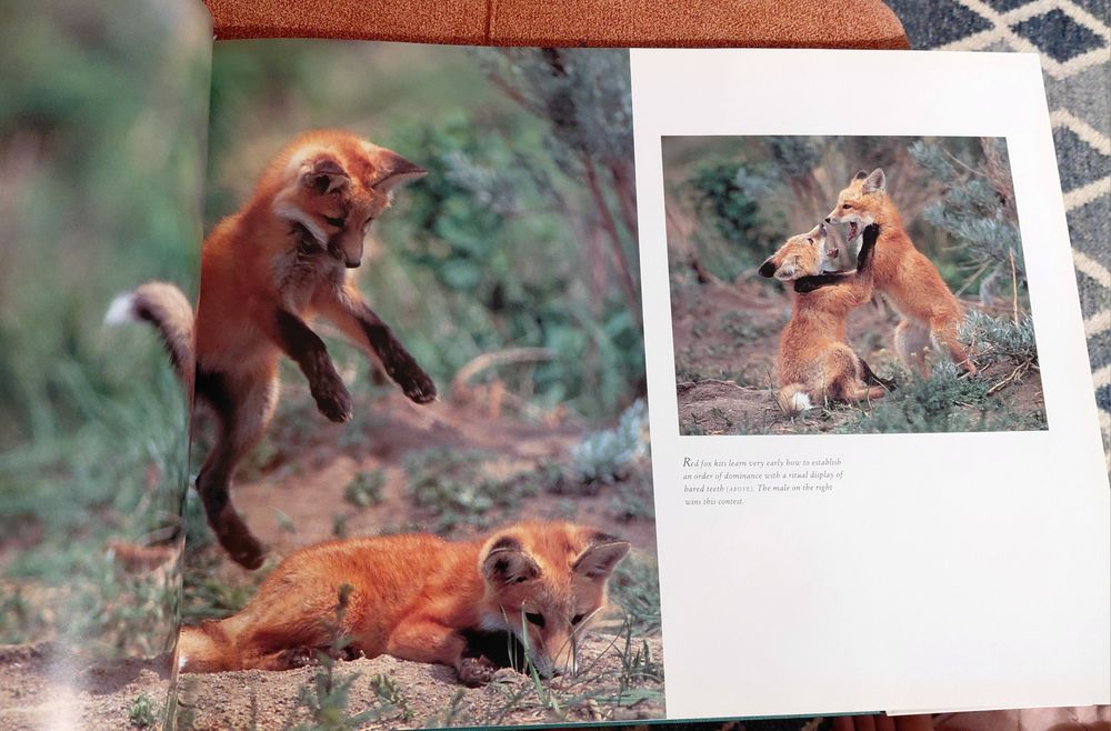 Wild Life of North America - Thomas Lewis (Könemann)