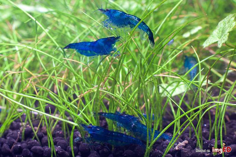 Promocja !!! Neocardina Blue velvet. Niebieskie.