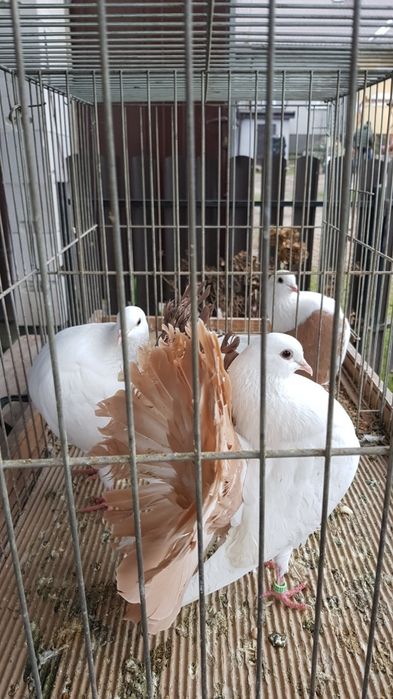 Gołębie Pawiki para