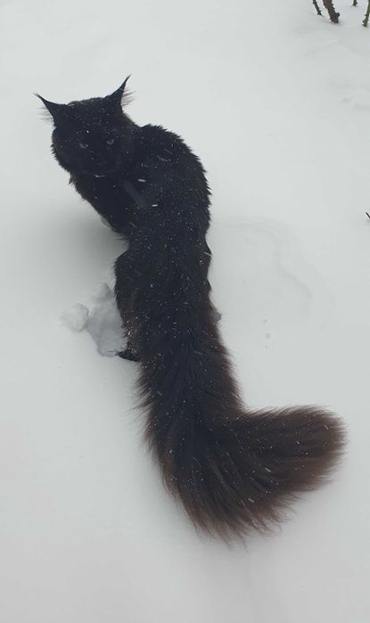 Питомник SEA BREEZE  преставляет молодого мальчика Зефир !