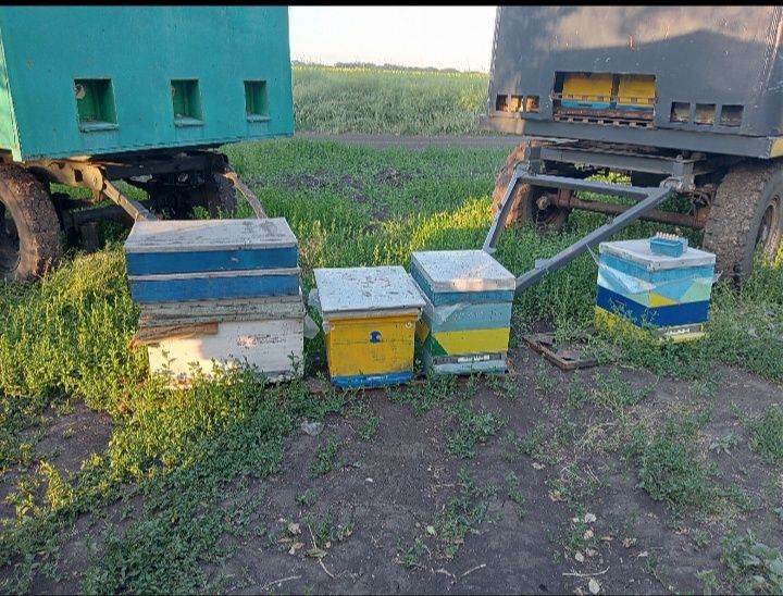 Прицепи для пасіки,Бжоловіз