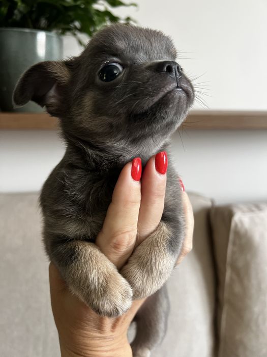 Chihuahua piesek blue and tan