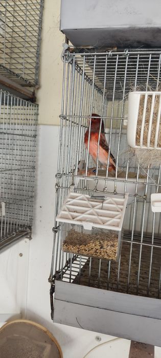 Canarios  para dispensar