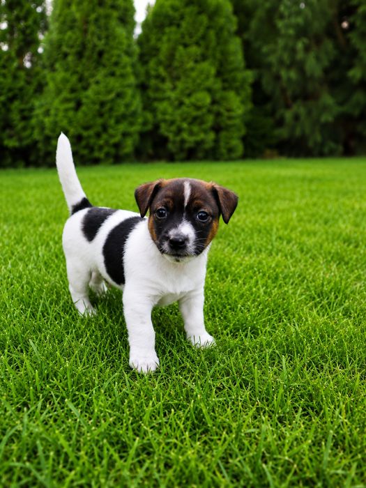 Piesek Jack Russell Terrier