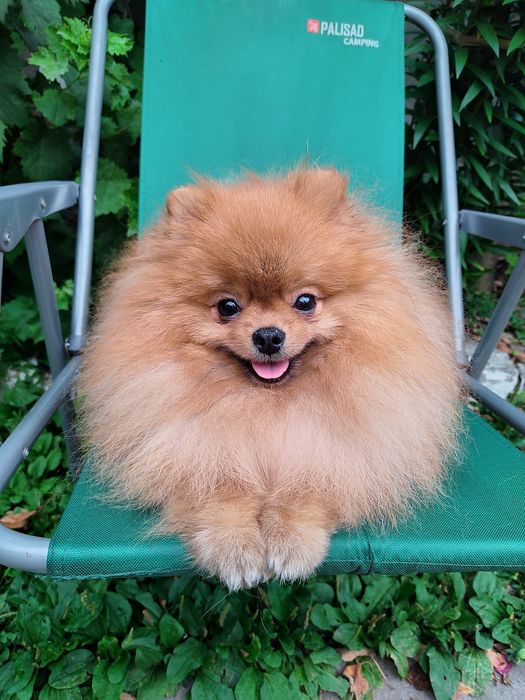 Вязка. Пом. шпиц Док КСУ Днепр