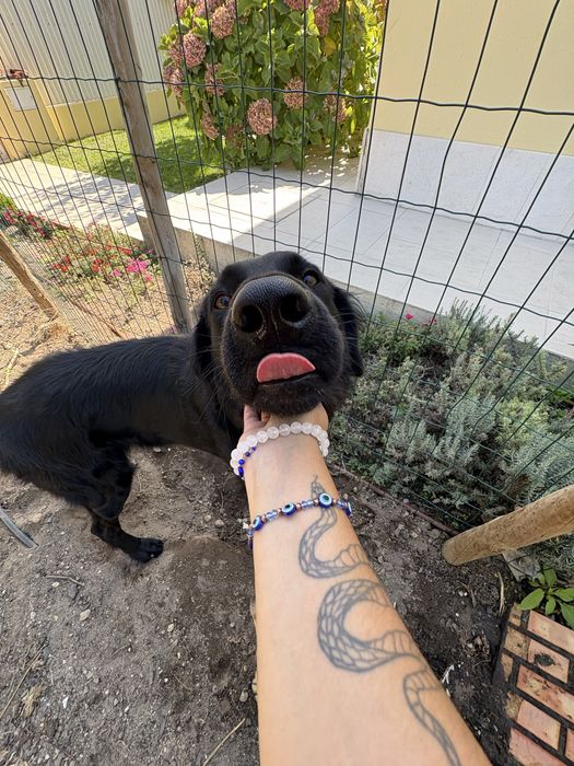 Serviço de Pet-sitting