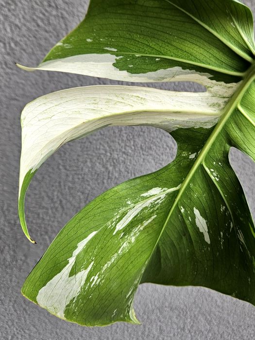 Monstera Jungle Mint naturalny pędówka ukorzeniona