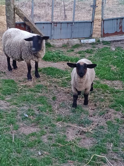 Ovelhas suffolk.
