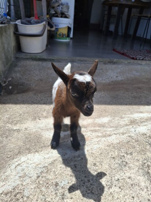 cabrito a pilha criado a mão