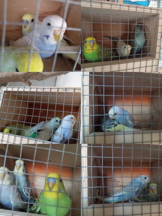 Periquitos para vender