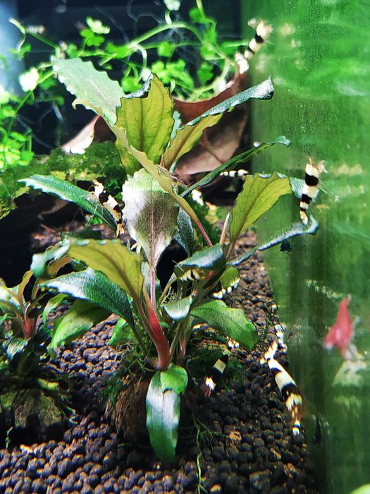 Bucephalandra Shine Blue