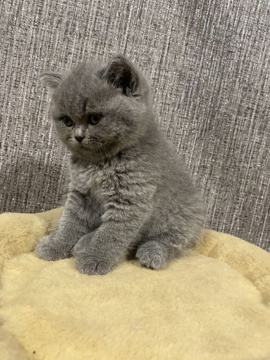 Розкішні кошенята