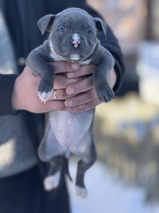 Щенки питбуль высокого качества АВКС регист