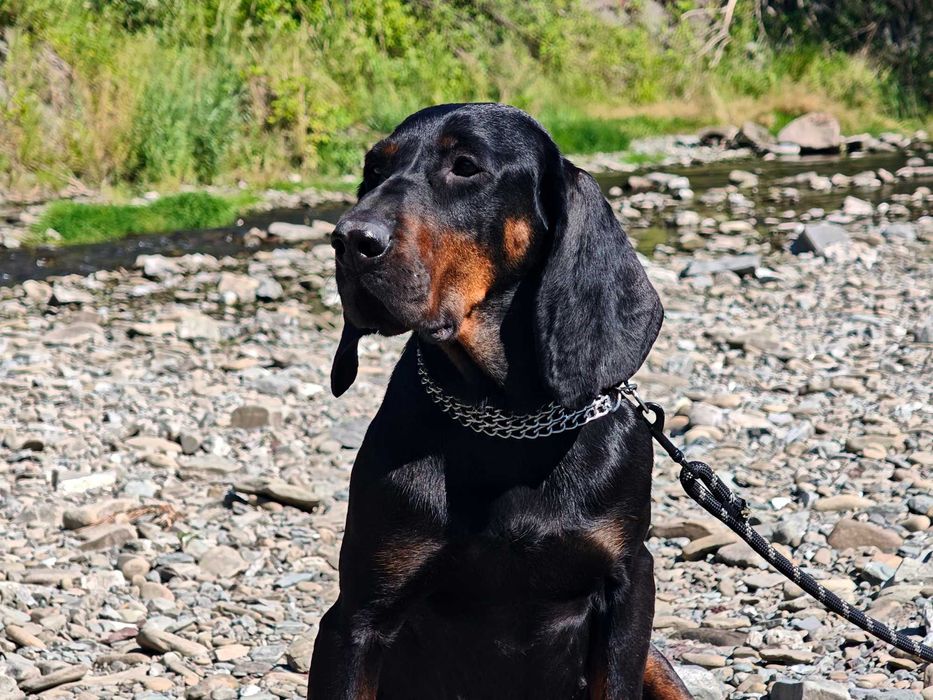 Gończy Polski zapowiedź miotu wiosna 2026