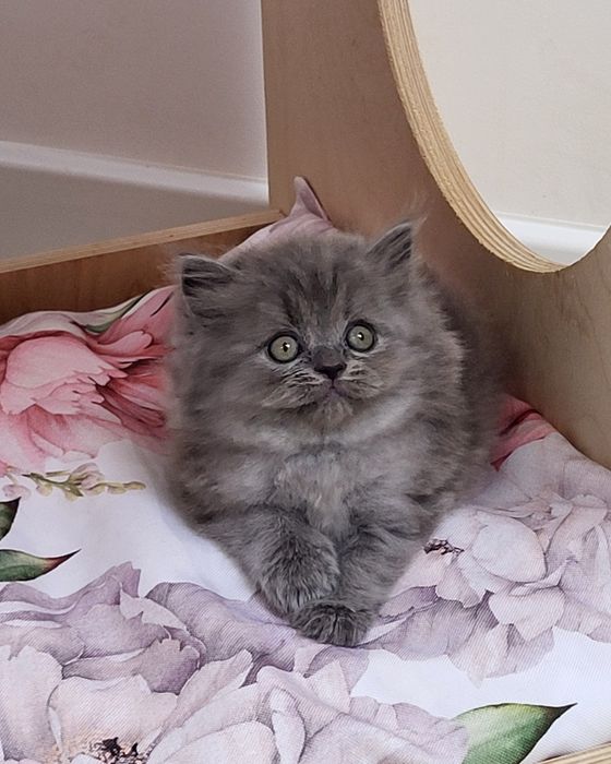 Koteczka szkocka prostoucha długowłosa WCF