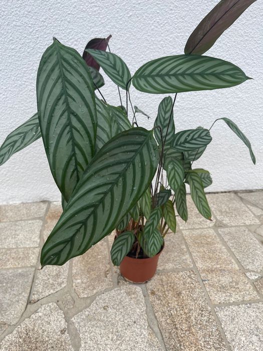 Maranta-peixe para venda