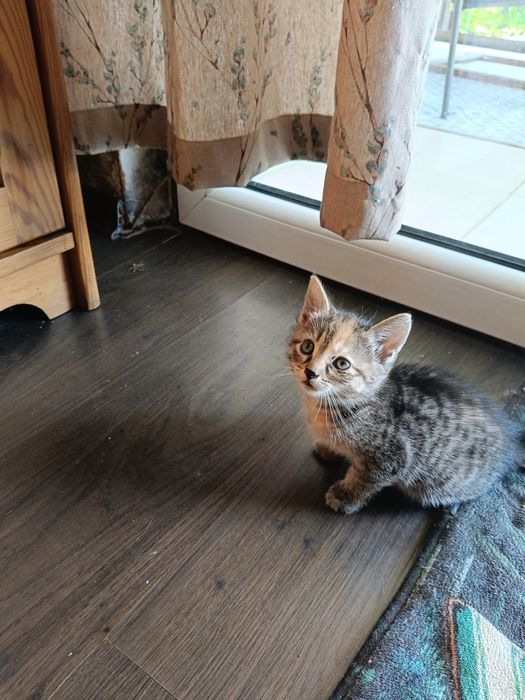 Małe kocięta do adopcji